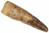 Bargain, Fossil Spinosaurus Tooth - Real Dinosaur Tooth #346304-1